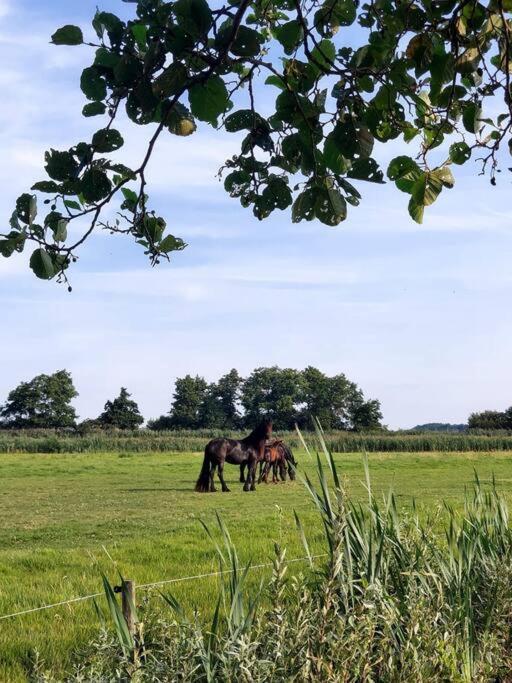 Tiny House "De Veenpolder" De Veenhoop Extérieur photo